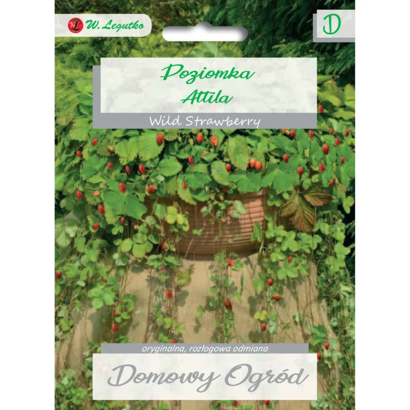 Obniżka ceny Nasiona poziomki W. LEGUTKO ATTILA DOMOWY OGRÓD 0,1 g